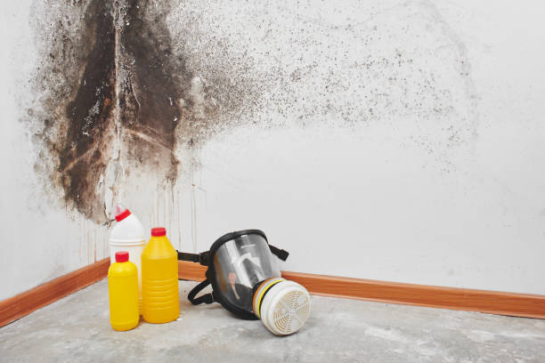 Best Residential Mold Removal  in Mante, CA