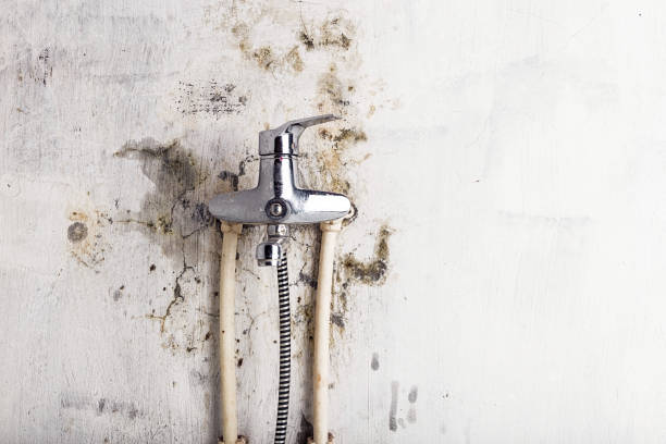 Best Home Mold Removal  in Mante, CA