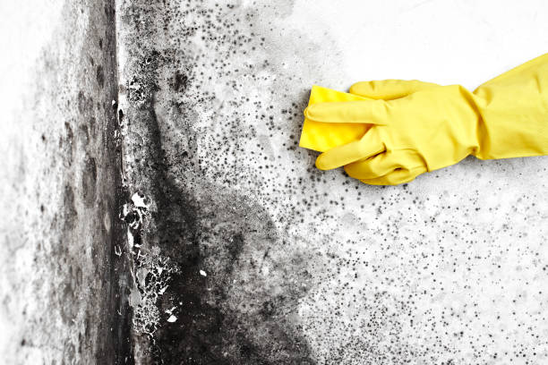 Best Fast Mold Removal  in Mante, CA