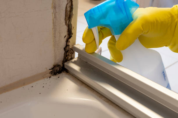 Best Crawl Space Mold Removal  in Mante, CA