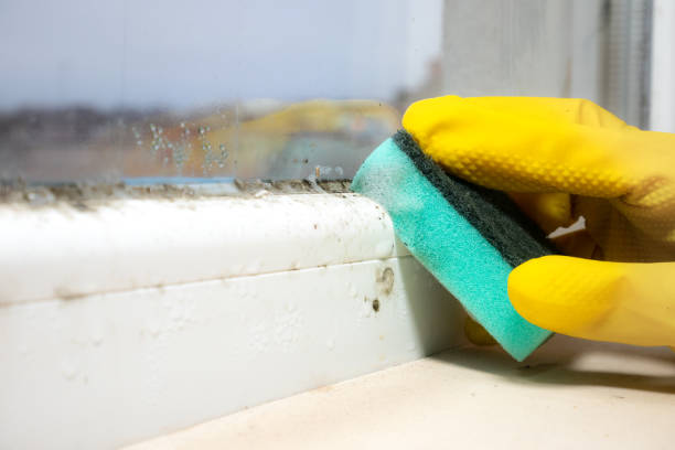 Best Emergency Mold Removal  in Mante, CA