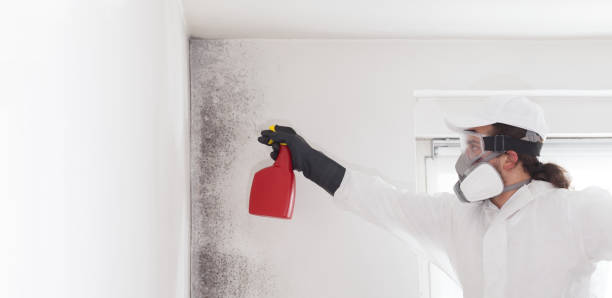 Best Local Mold Removal Service  in Mante, CA