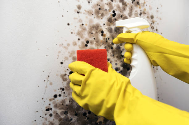 Best Certified Mold Removal  in Mante, CA