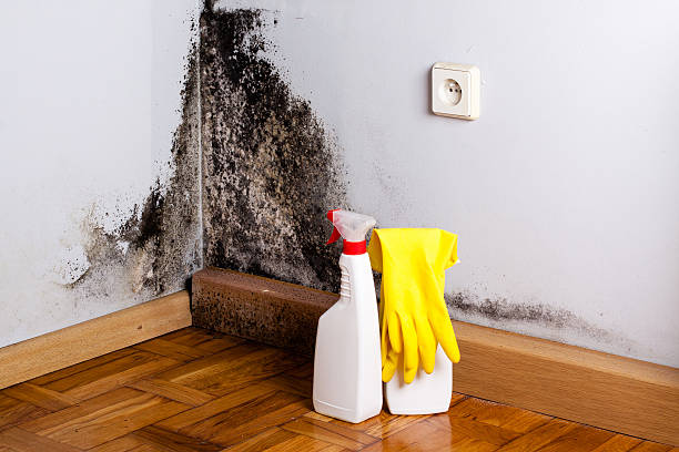 Best Mold Testing  in Mante, CA
