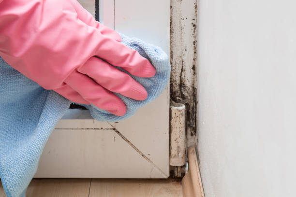 Best Black Mold Removal  in Mante, CA