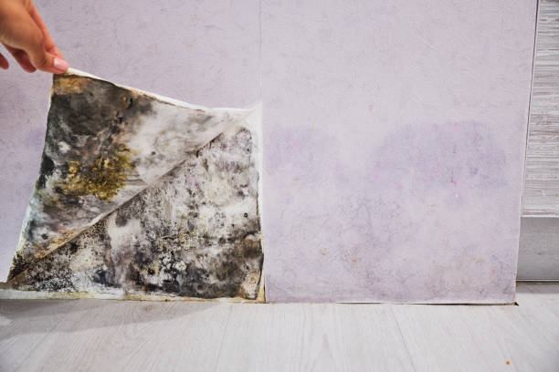 Best Affordable Mold Removal  in Mante, CA